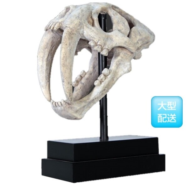 FRP サーベルタイガーの頭骨 / SaBer Toothed Tiger Skull on Base